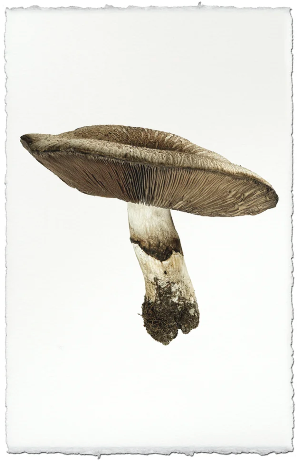 California Agaricus Mushroom