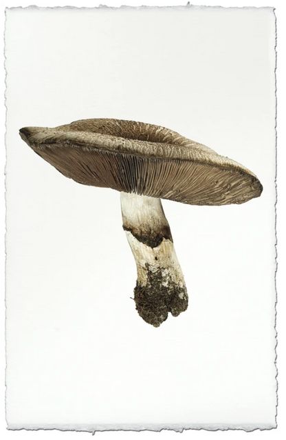 California Agaricus Mushroom