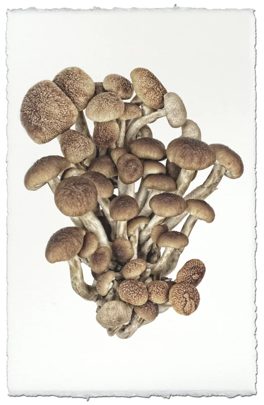 Pioppini & Shimeji Mushroom