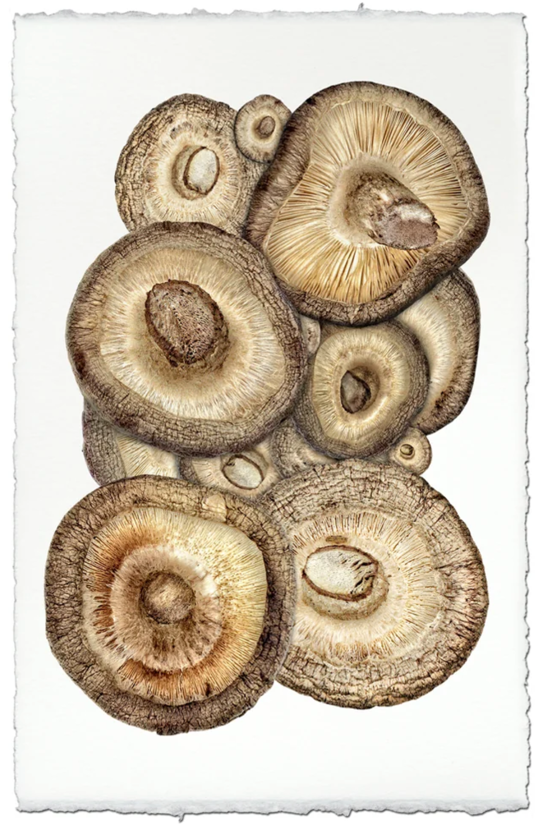 Shitake Mushroom