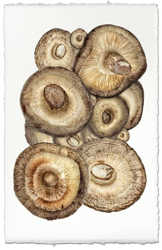 Shitake Mushroom