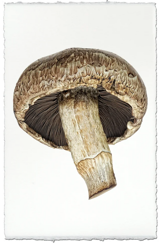 Portabello Mushroom #2