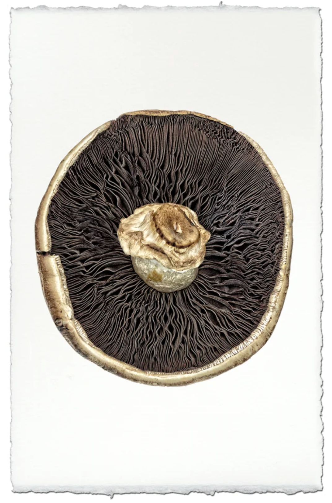 Portabello Mushroom #2