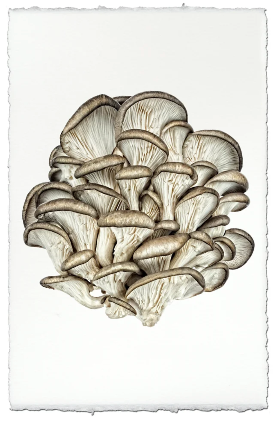 Tree Oyster Mushroom
