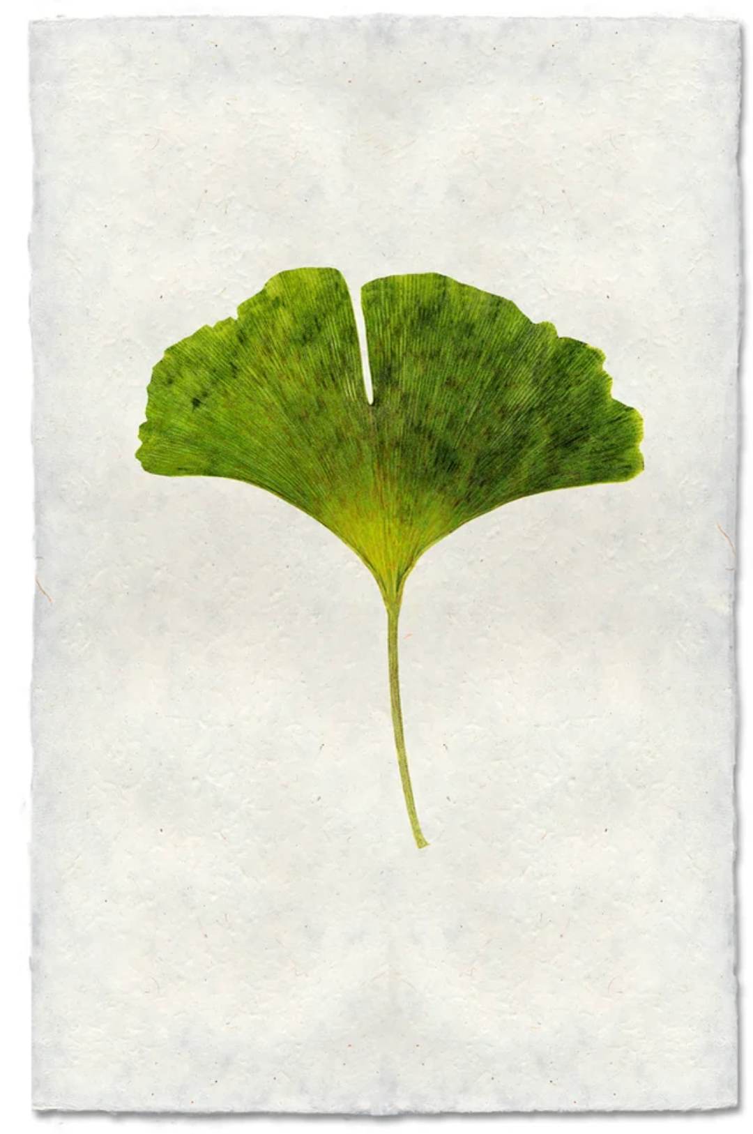 Green Gingko