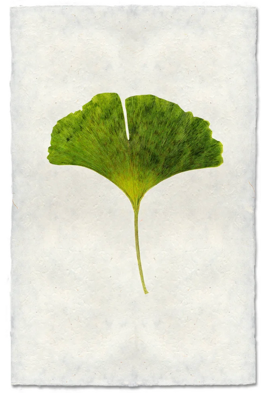 Green Gingko