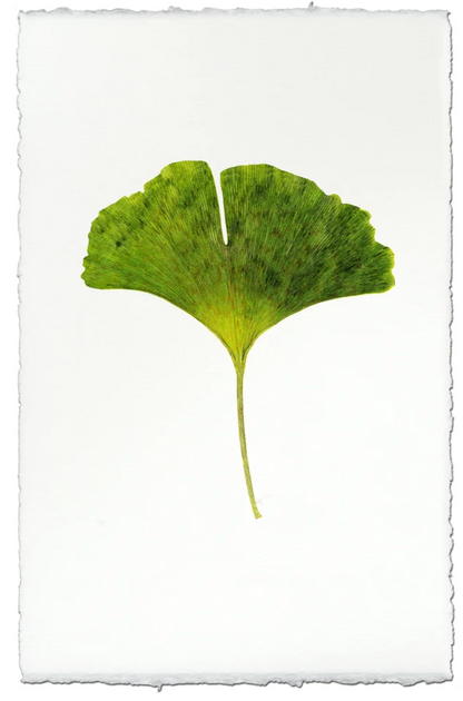 Green Gingko
