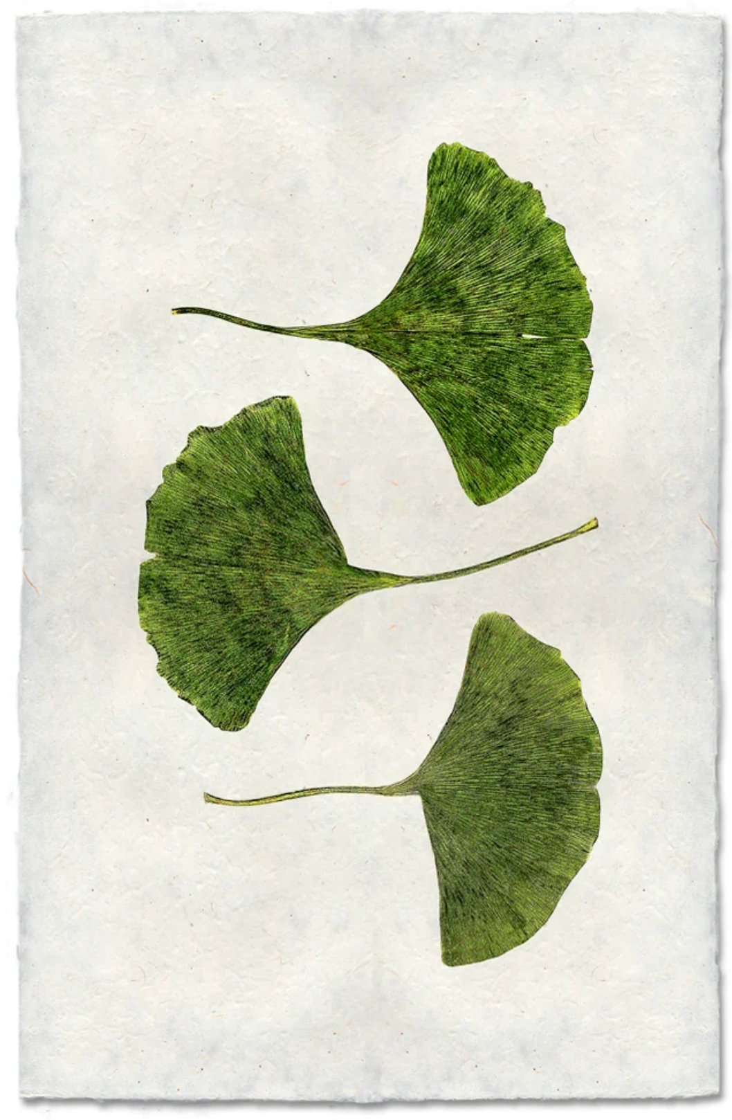 Three Green Gingko