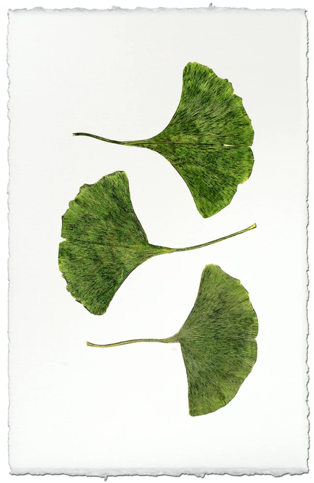 Three Green Gingko