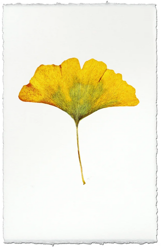 Yellow Gingko