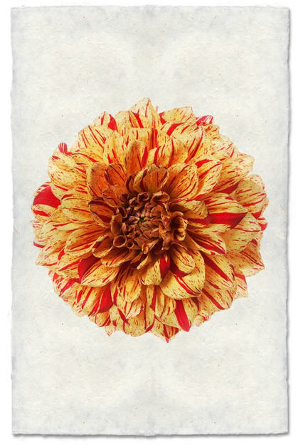 Gloriosa