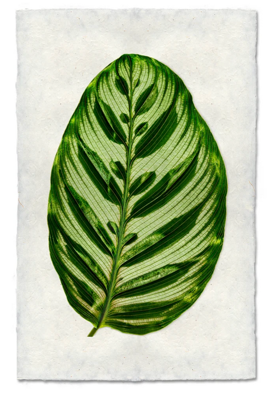 Calathea #2