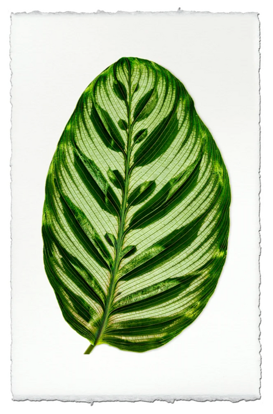 Calathea #2