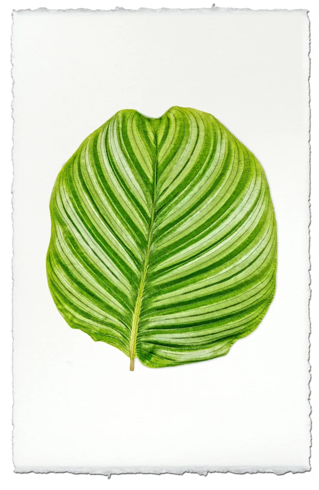 Calathea #3