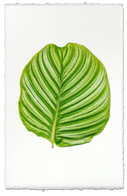 Calathea #3