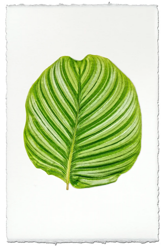 Calathea #3