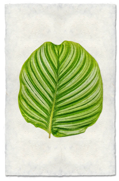 Calathea #3