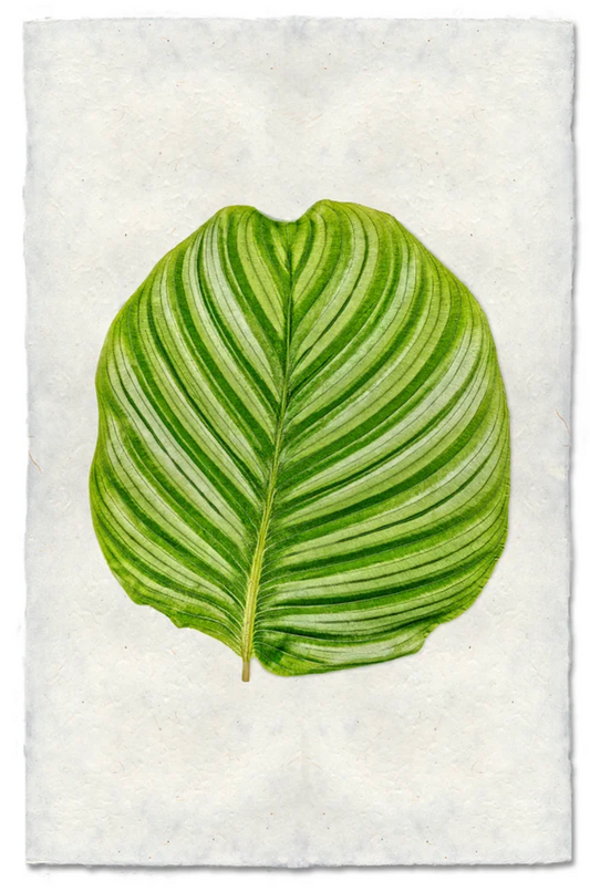 Calathea #3