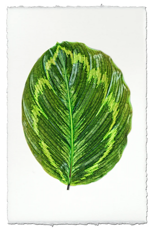 Calathea #1