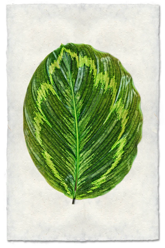 Calathea #1