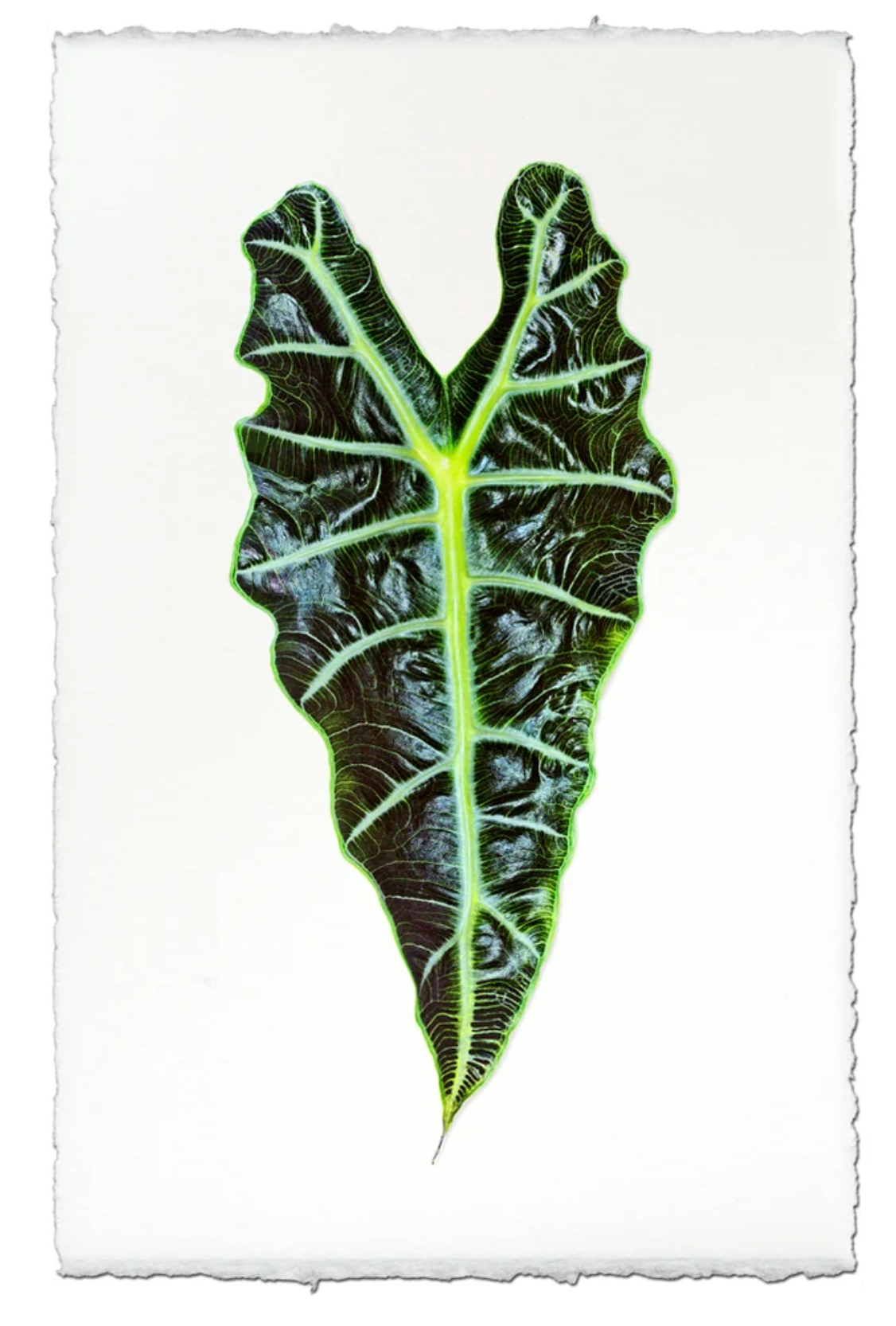 Alocasia