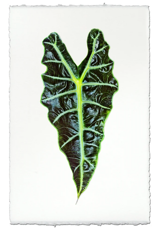 Alocasia