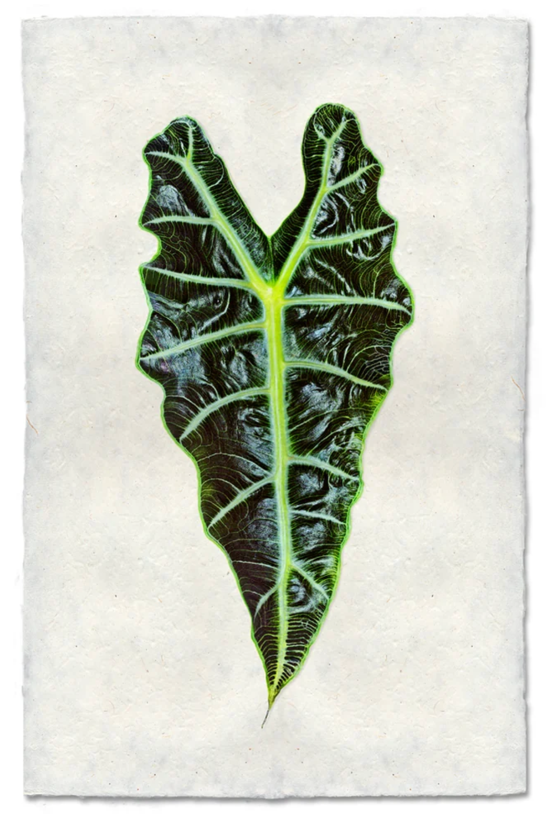 Alocasia