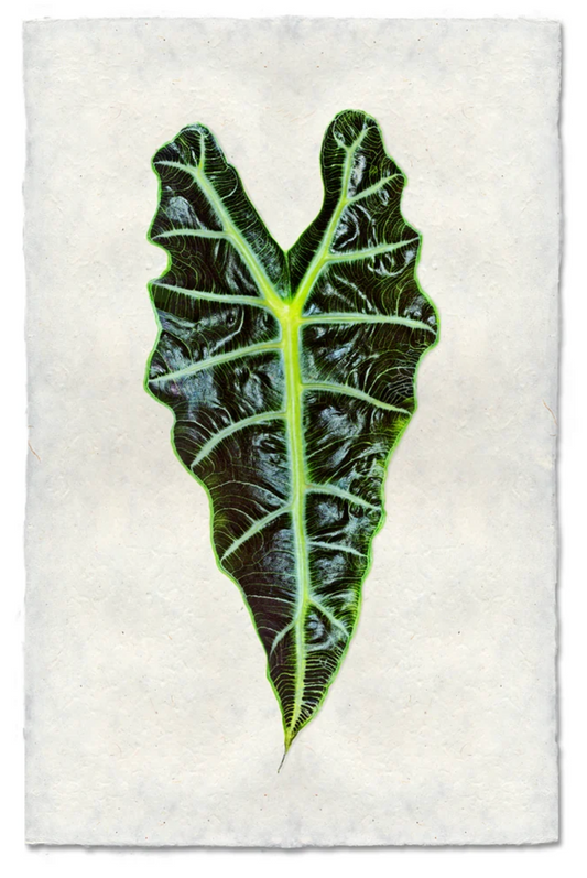 Alocasia