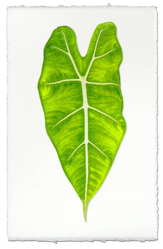 Philodendron