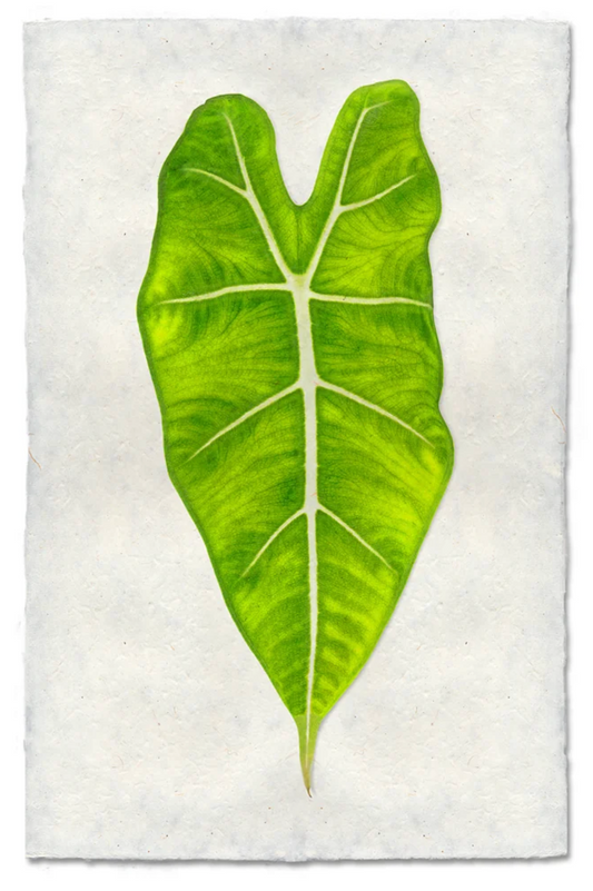 Philodendron