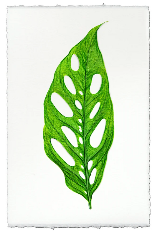 Monstera