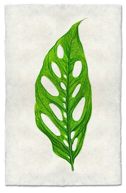 Monstera