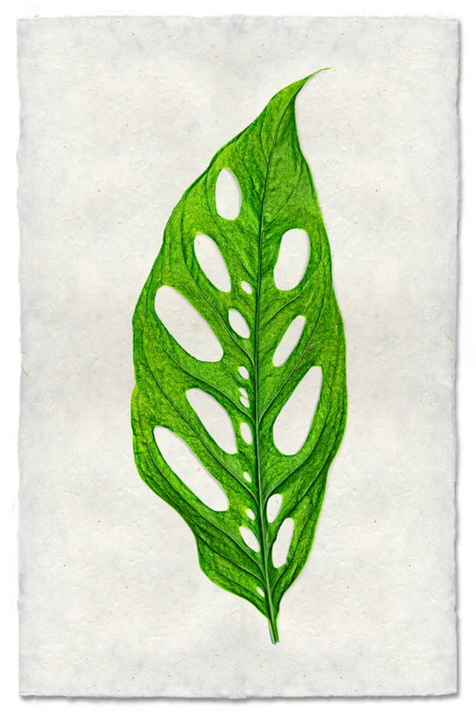 Monstera