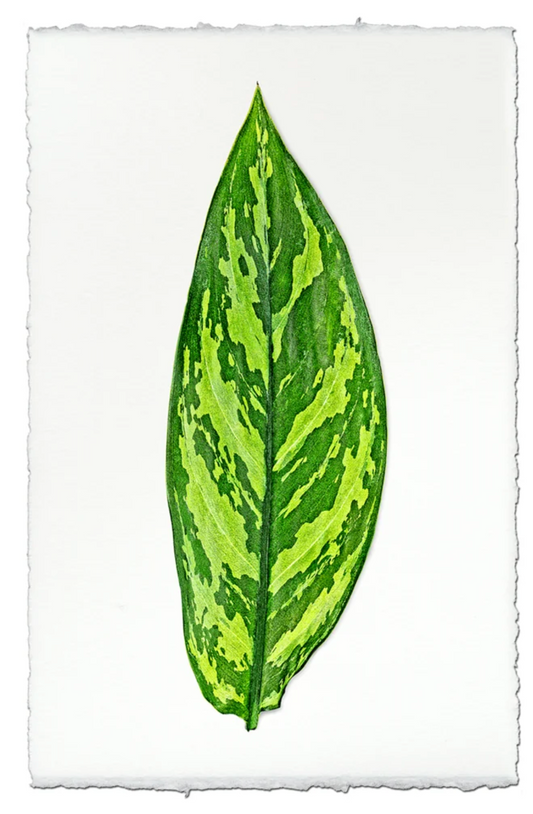 Dieffenbach