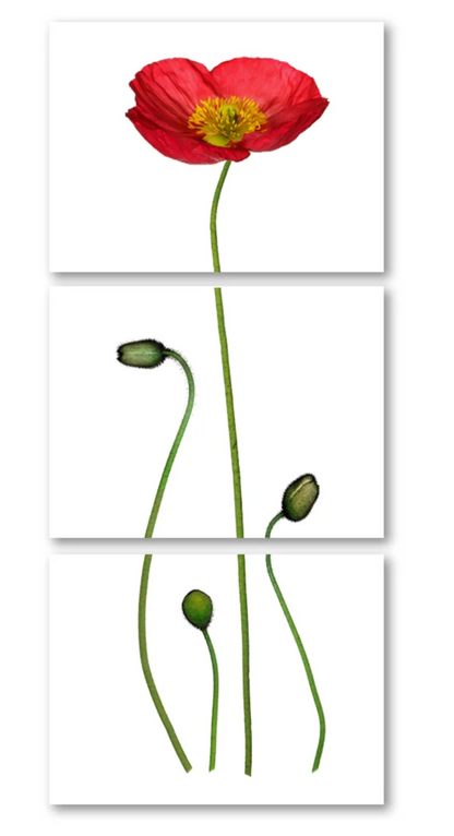 Iceland Poppy in color Trilogy Triptych