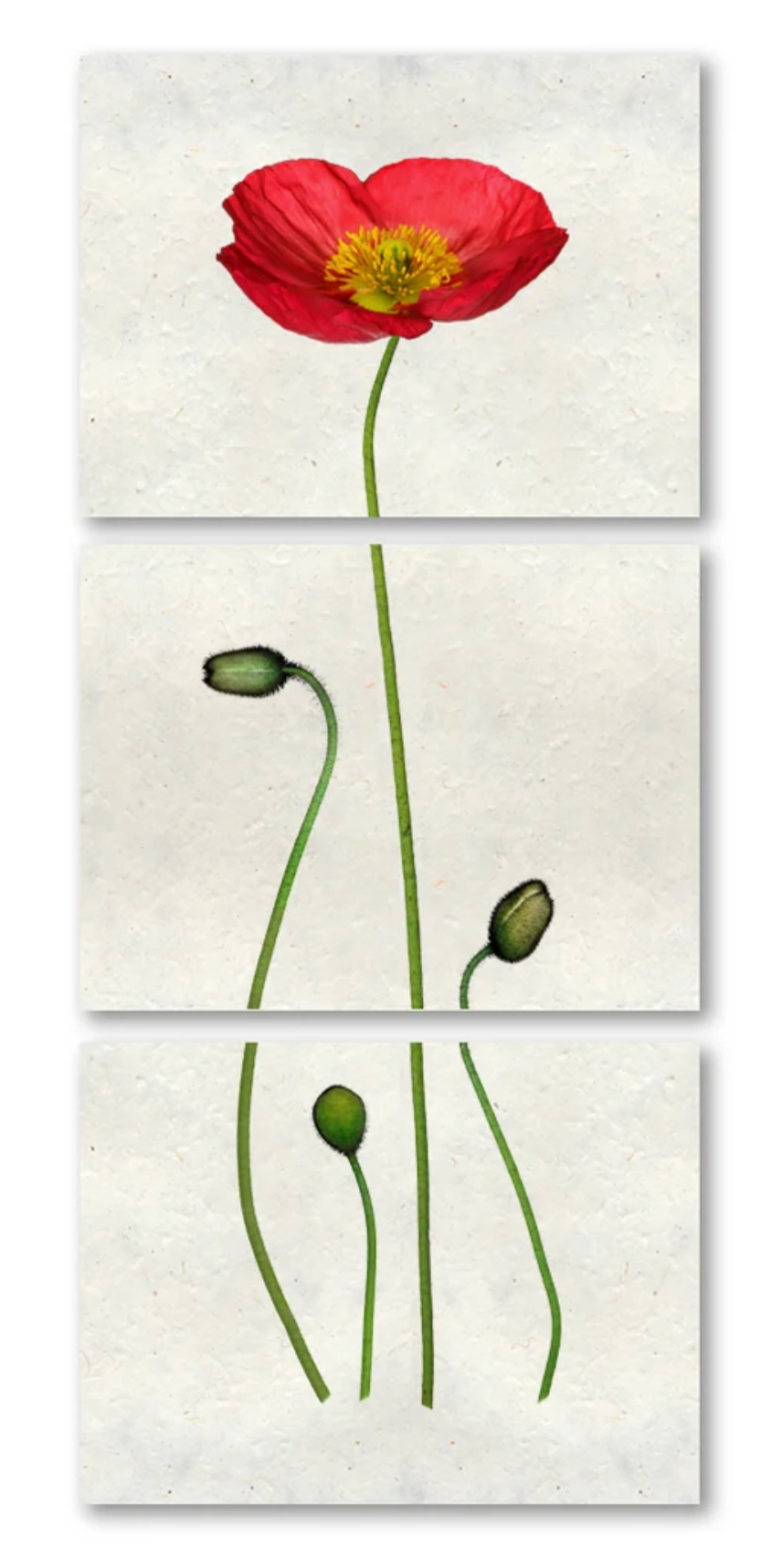 Iceland Poppy in color Trilogy Triptych
