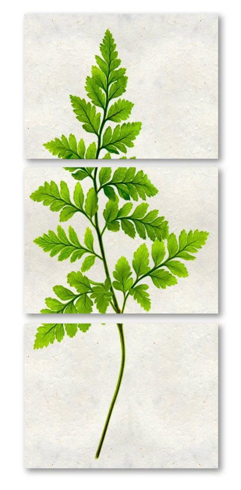 Fern #6 Trilogy Triptych