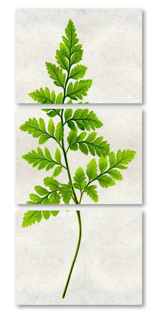 Fern #6 Trilogy Triptych