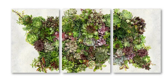 Collective Succulent Trilogy Triptych