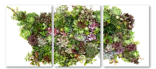 Collective Succulent Trilogy Triptych