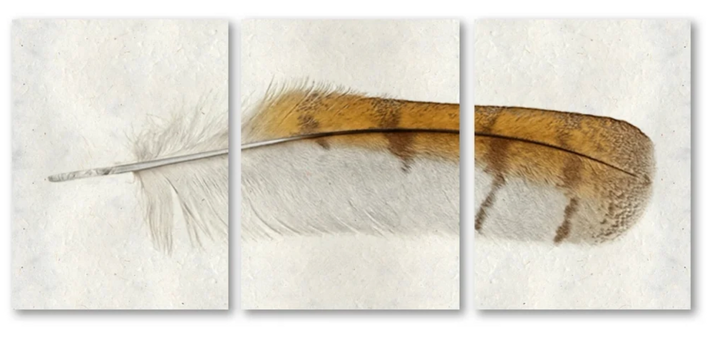 Barn Owl Trilogy Triptych
