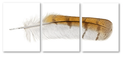 Barn Owl Trilogy Triptych