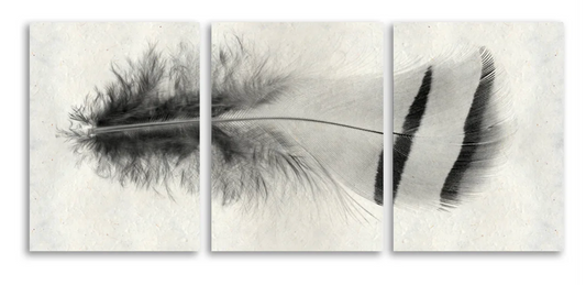 Feather #15 Trilogy Triptych