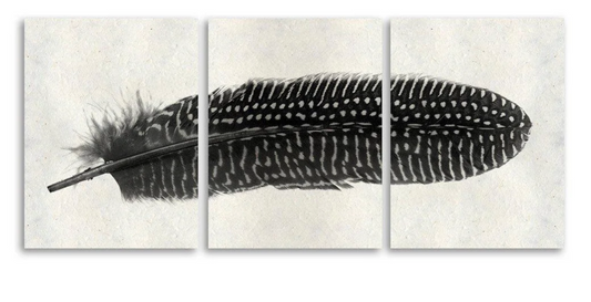 Feather #5 Trilogy Triptych