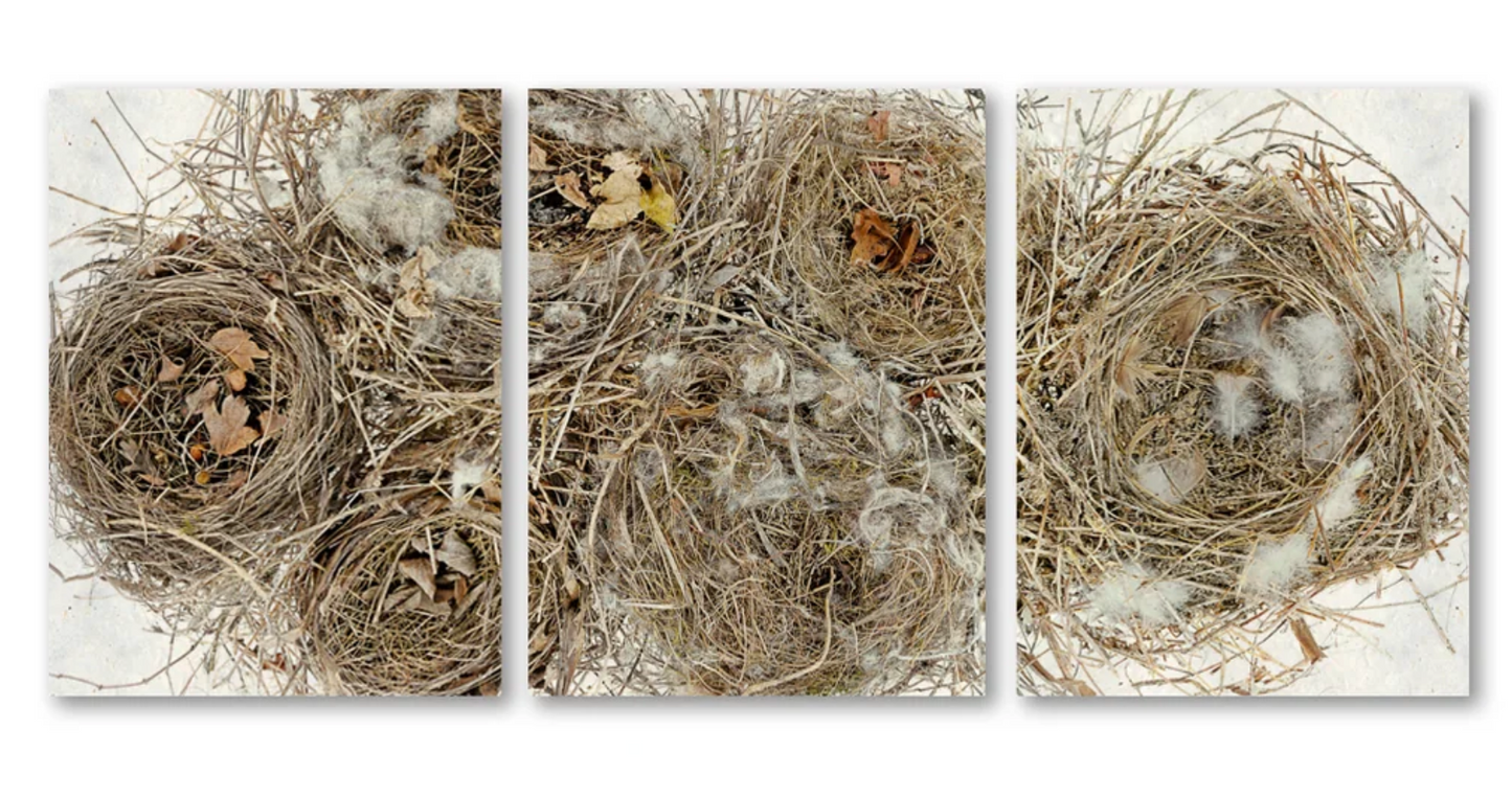 Collective Nest Trilogy Triptych