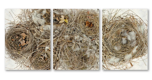 Collective Nest Trilogy Triptych