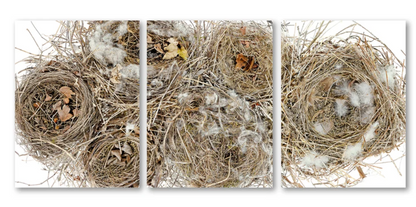Collective Nest Trilogy Triptych