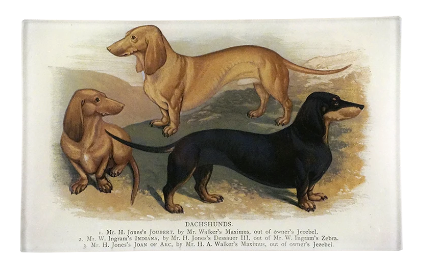 John Derian | 3 Dachshunds 5x8" Rect. Tray