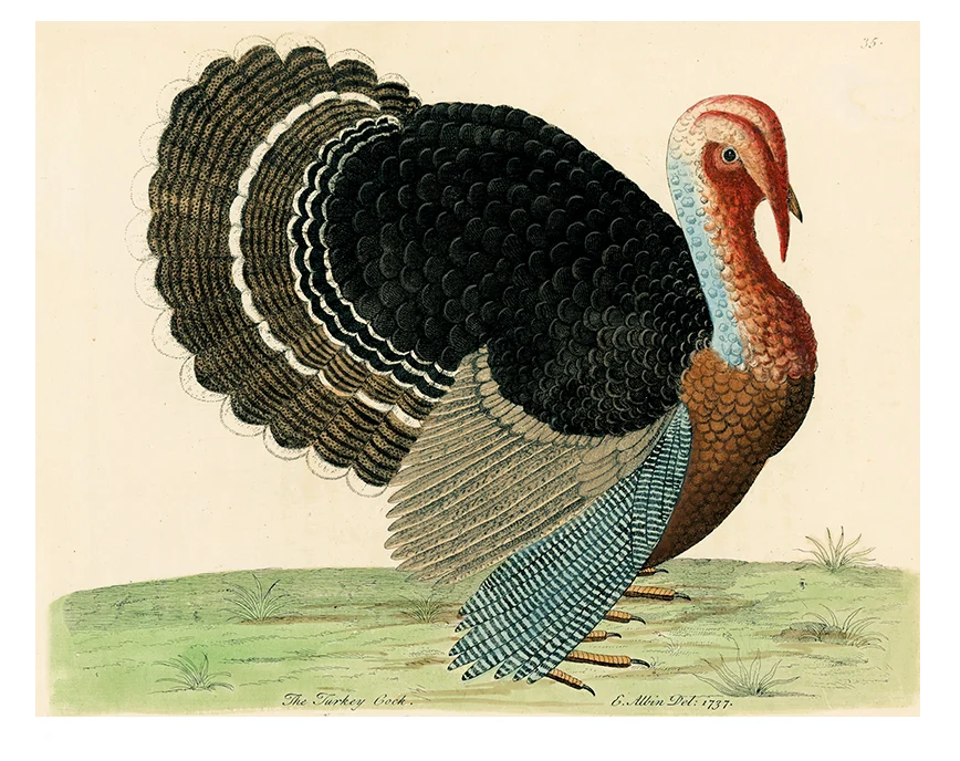 John Derian | The Turkey Cock (p 333)  11 x 14" Rect. Tray (Copy)