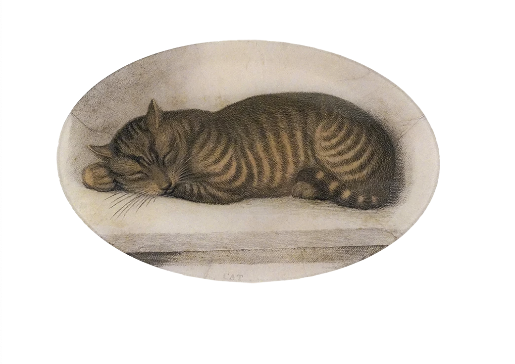 John Derian | Cat Nap 9 x 14" Oval - Deep